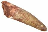 Fossil Spinosaurus Tooth - Real Dinosaur Tooth #239286-1